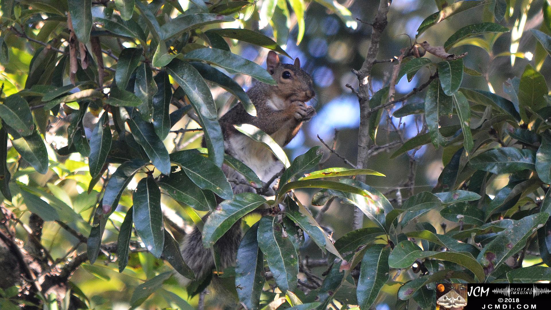 Squirrel in tree (Nikon D5100)
